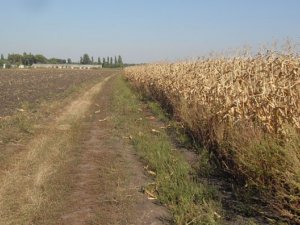 Фото: До трьох років може отримати чоловік за 9 мішків викраденої кукурудзи на Полтавщині