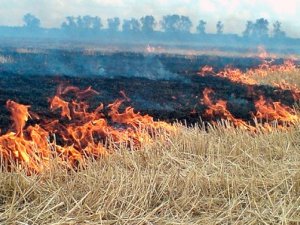 Фото: Під Полтавою згоріло поле