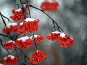 Напередодні Нового року Полтаву врешті засипало снігом (фоторепортаж)