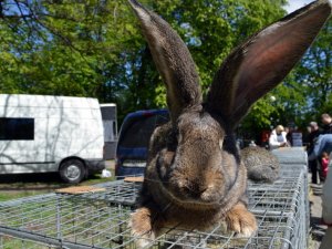 У Полтаві проходить виставка-продаж свійських тварин (фоторепортаж)