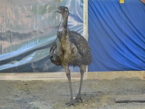 Фото: Полтавський страус Кабул став татом (ФОТО, ВІДЕО)