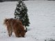 Фото: Через перший сніг у Полтаві у воді тонуть дерева (фото)